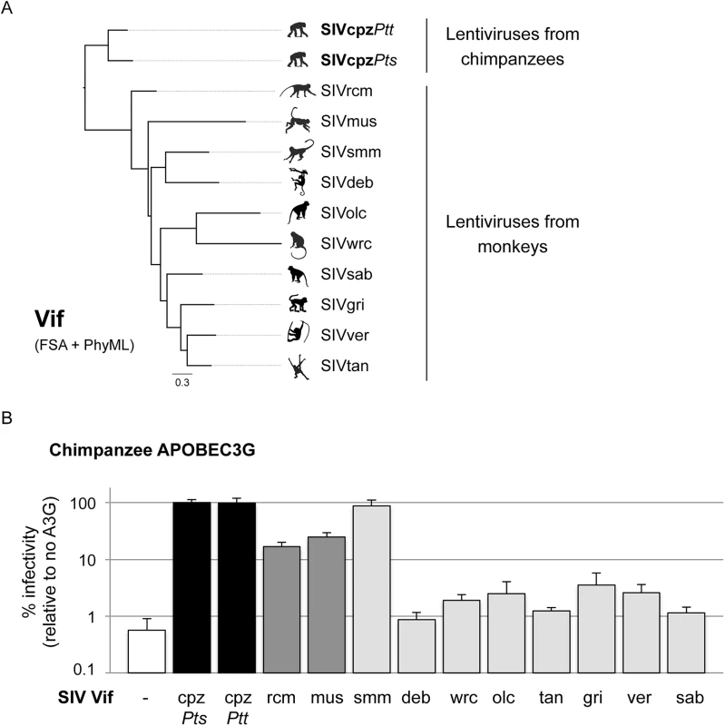 APOBEC3G protects chimpanzees from most SIV cross-species infections.