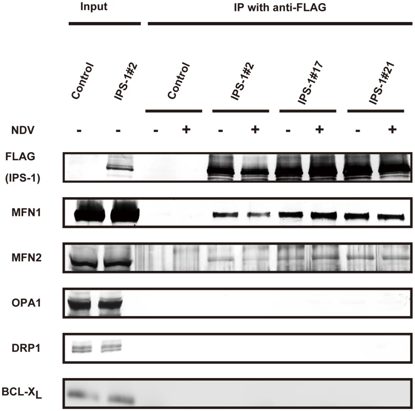 IPS-1 interacts with MFN1 and MFN2.