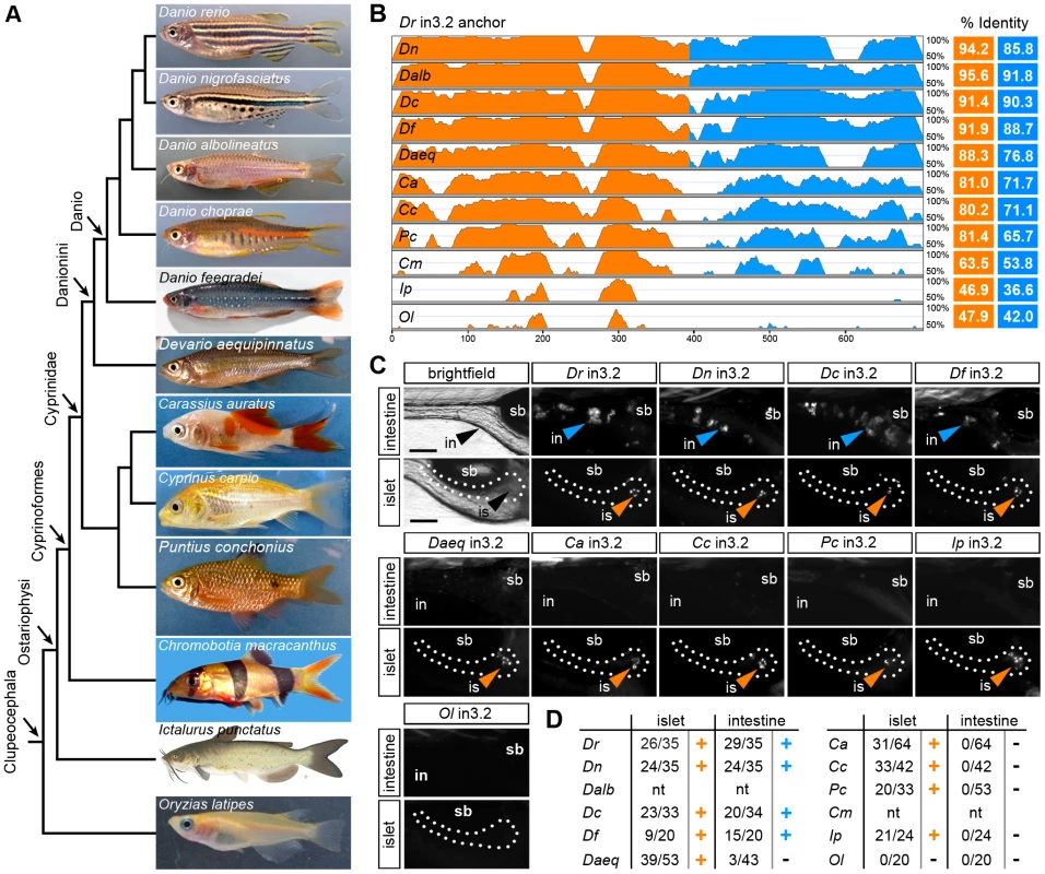 Functional evolution of the islet and intestinal regulatory modules in 12 fish species.