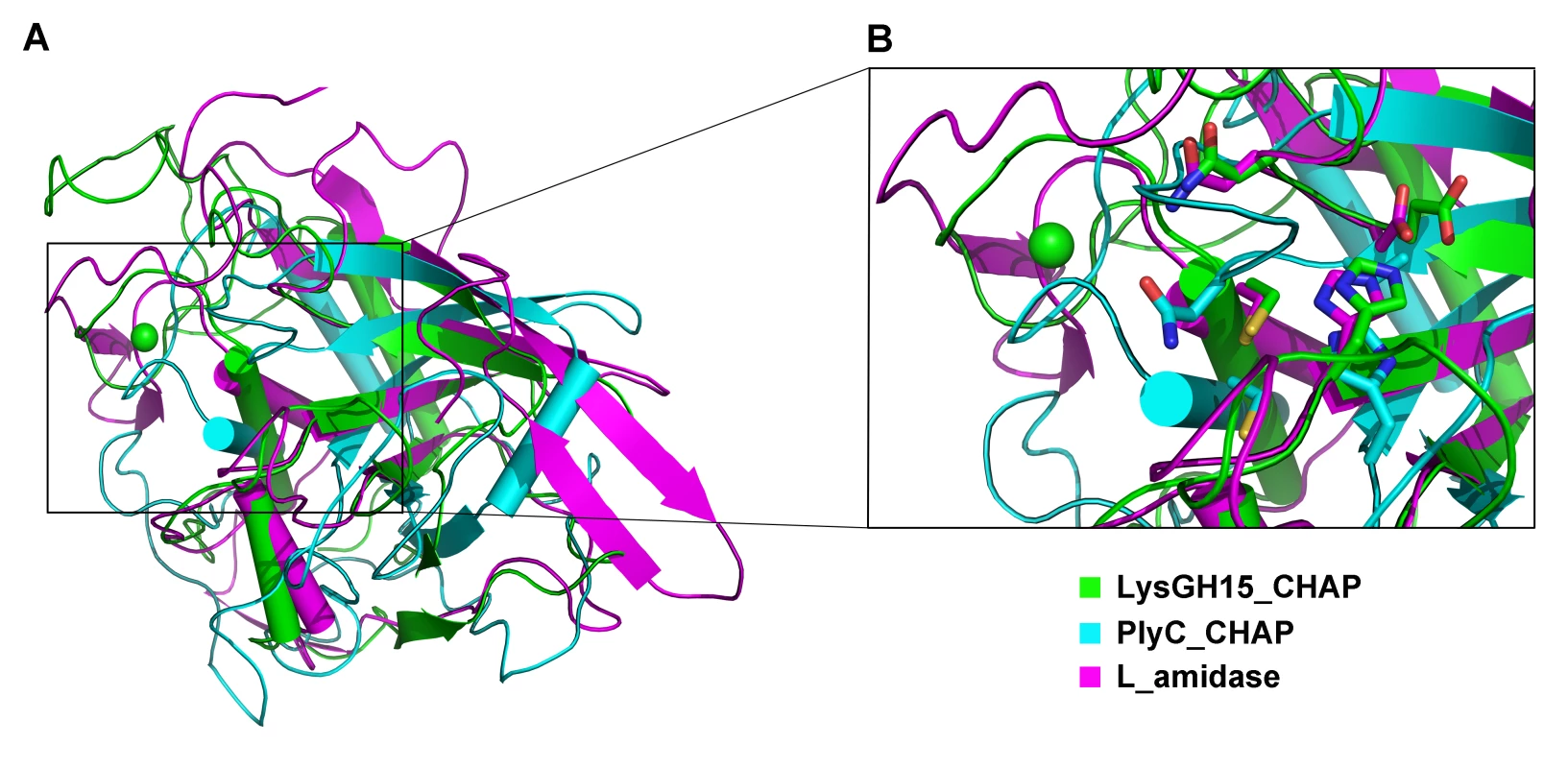 Structural comparison of the LysGH15 CHAP domain with homologous proteins.