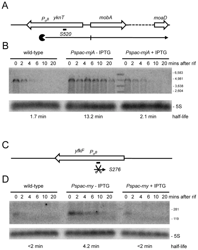 Detection of new potential asRNAs in RNase Y and J1 mutants.