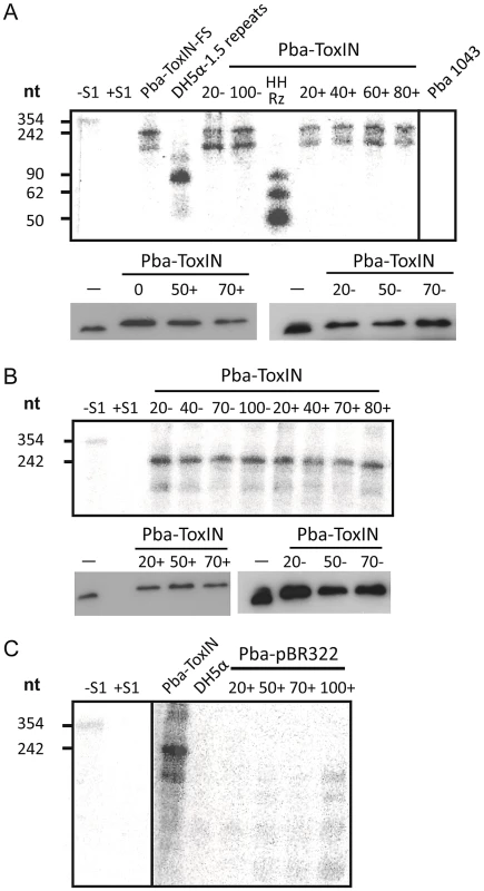 ΦTE-F expresses ToxI RNA during infection.