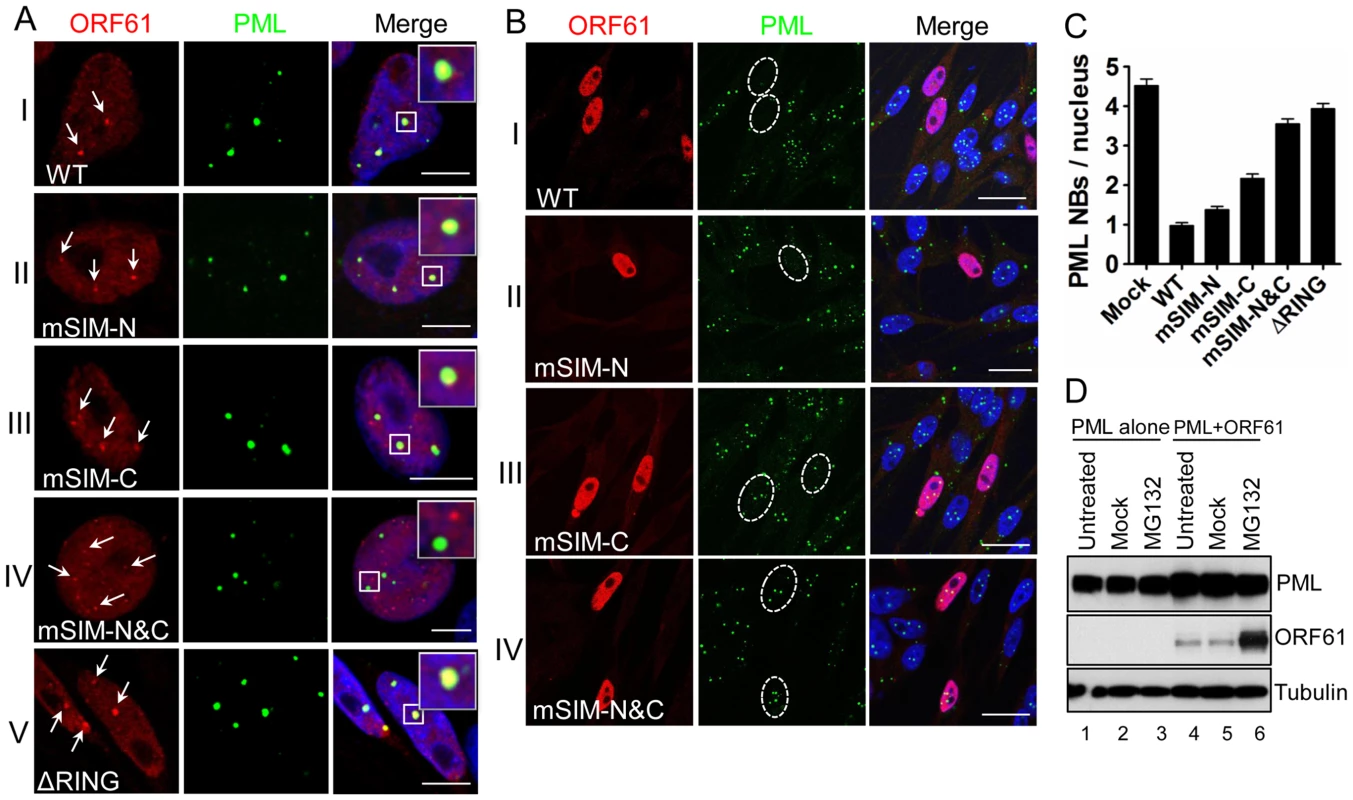ORF61 SIMs are essential for ORF61 association with PML NBs and PML NB disruption in transfected cells.