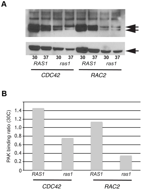 Ras1 is required for Cdc42/Rac-mediated PAK activation.