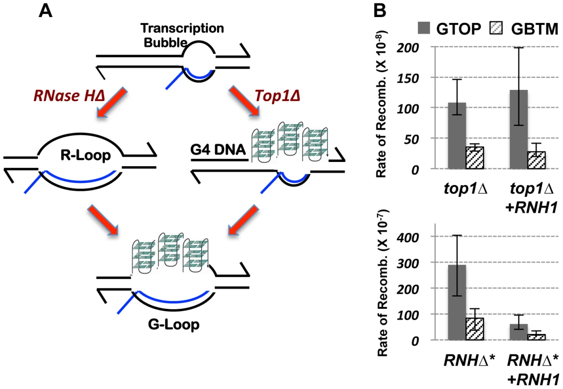 The RNA∶DNA hybrid and gene conversion at the highly transcribed Sμ.