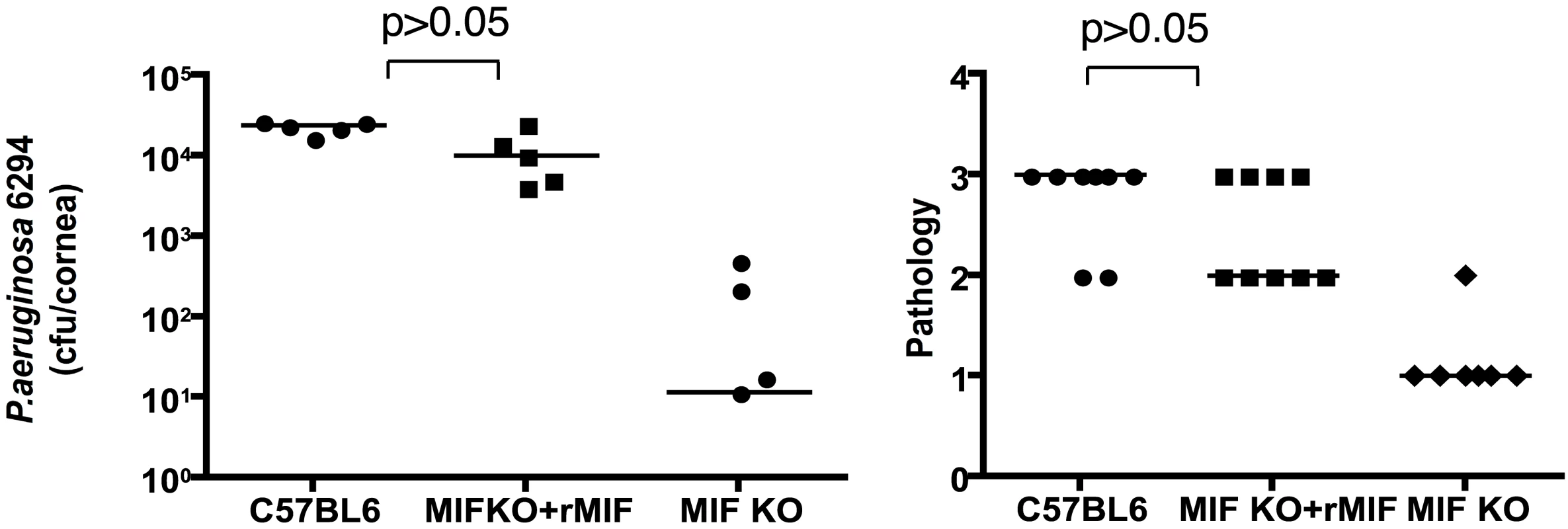 rMIF restores sensitivity to <i>P. aeruginosa</i>-induced disease in MIF KO mice.