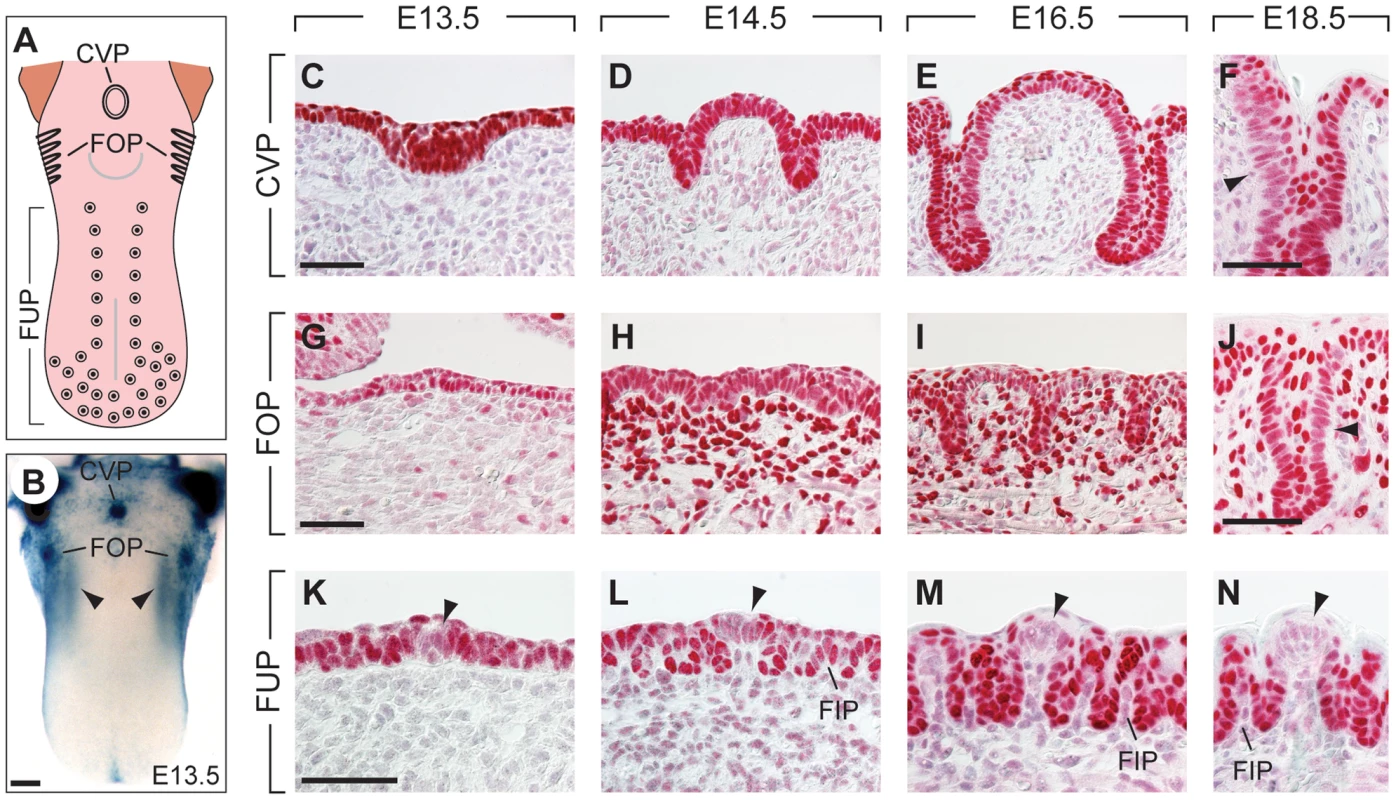 Expression patterns of Pax9 in different taste papillae of the embryonic mouse tongue.