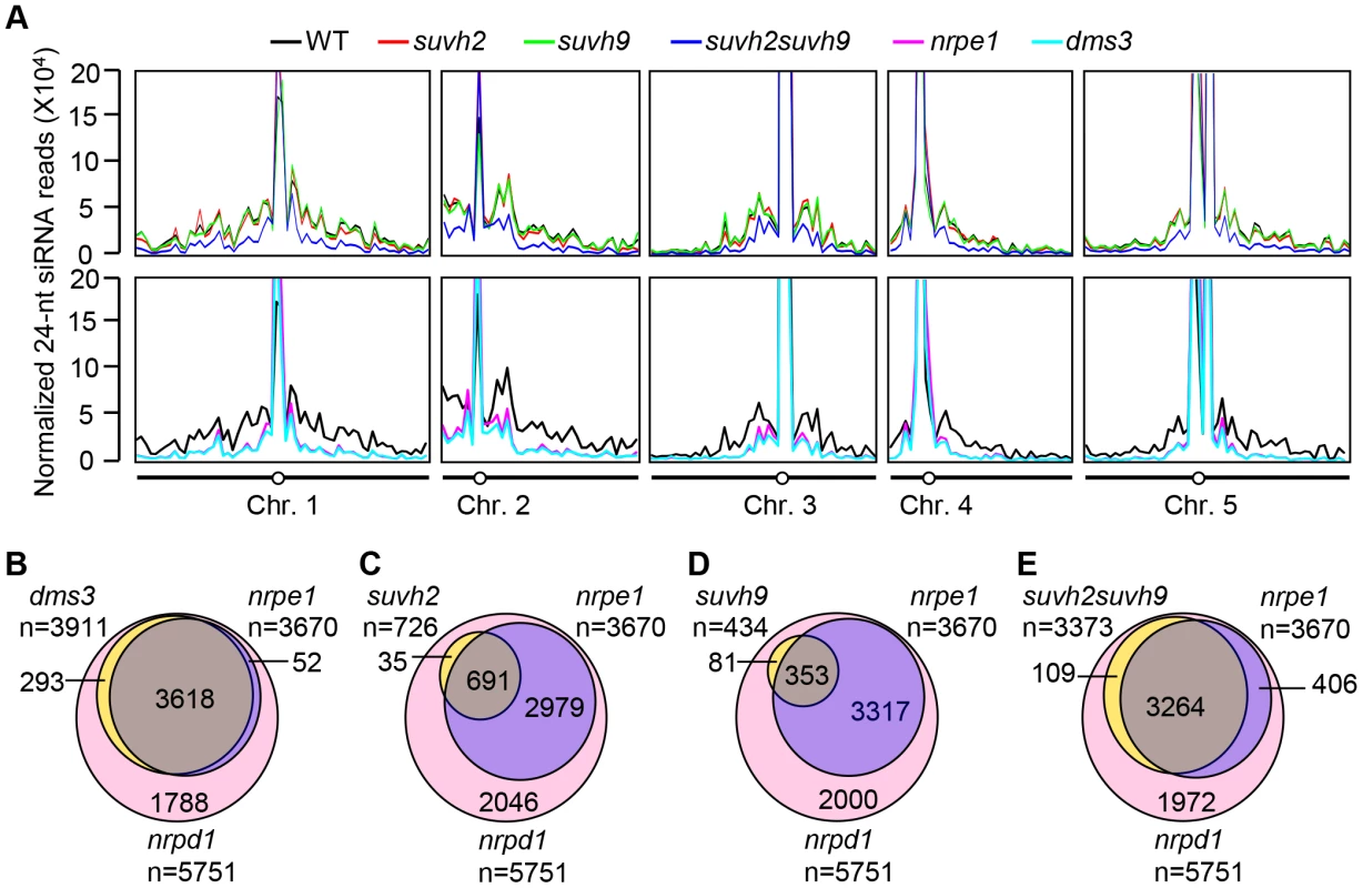 Small RNA analyses by small RNA Northern blotting and small RNA deep sequencing.