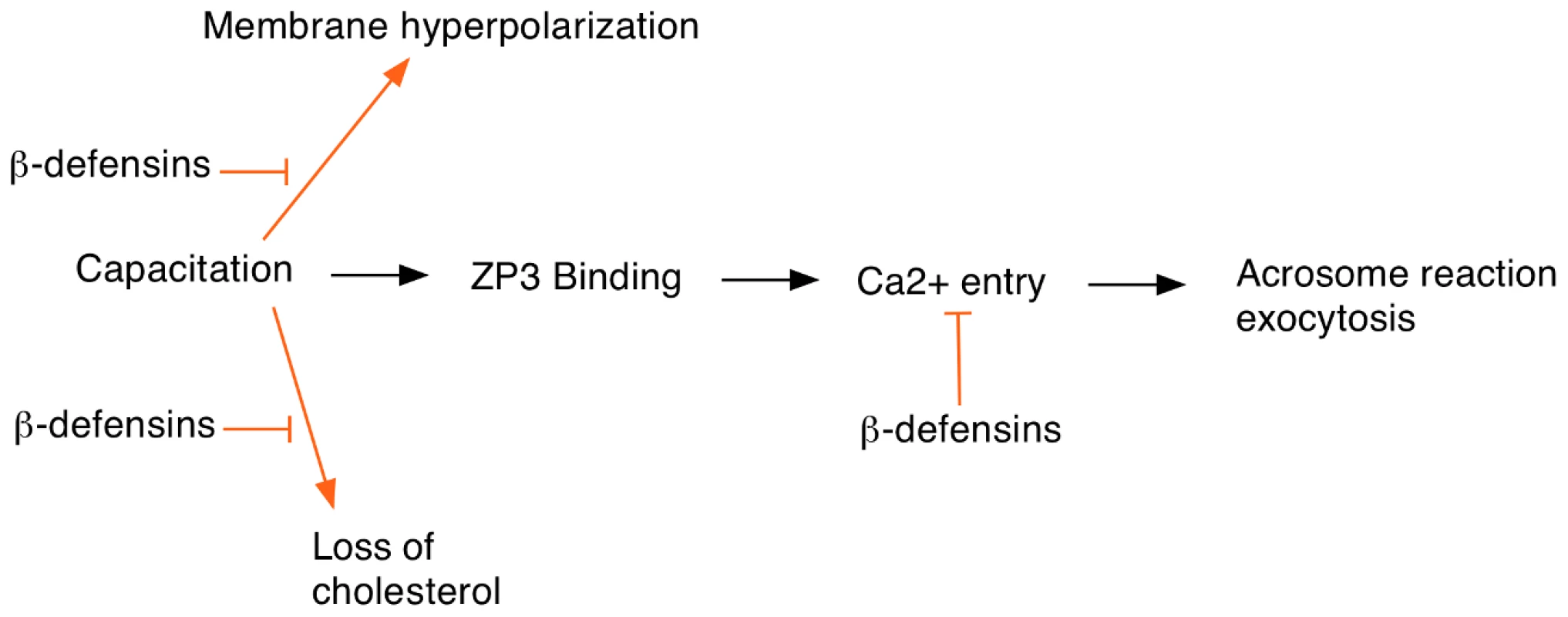 Events at egg fertilization and the possible roles of ß-defensin proteins in regulating this process.