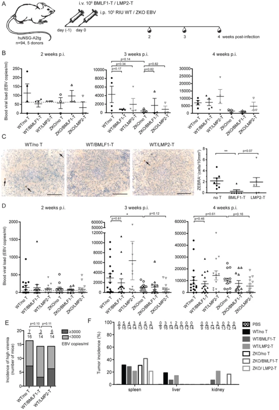 Lytic EBV antigen specific CD8<sup>+</sup> T cell clones can transiently control EBV infection in humanized mice.
