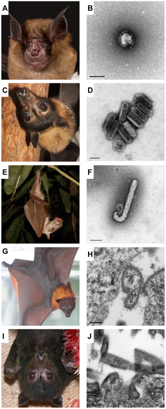 Bats are diverse, as are the viruses that infect them.