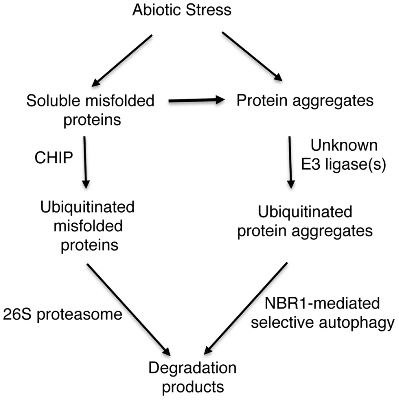 A proposed model for CHIP- and NBR1-mediated antiproteotoxic pathways.