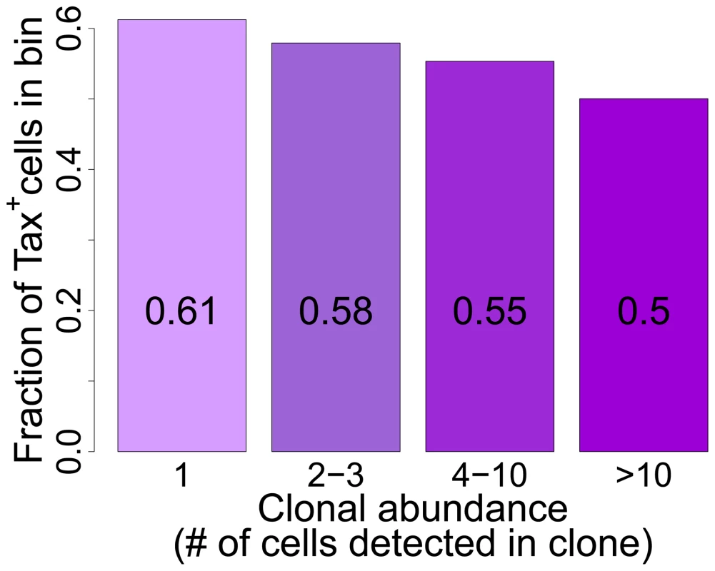 Tax<sup>+</sup> cells are more frequent in smaller clones.