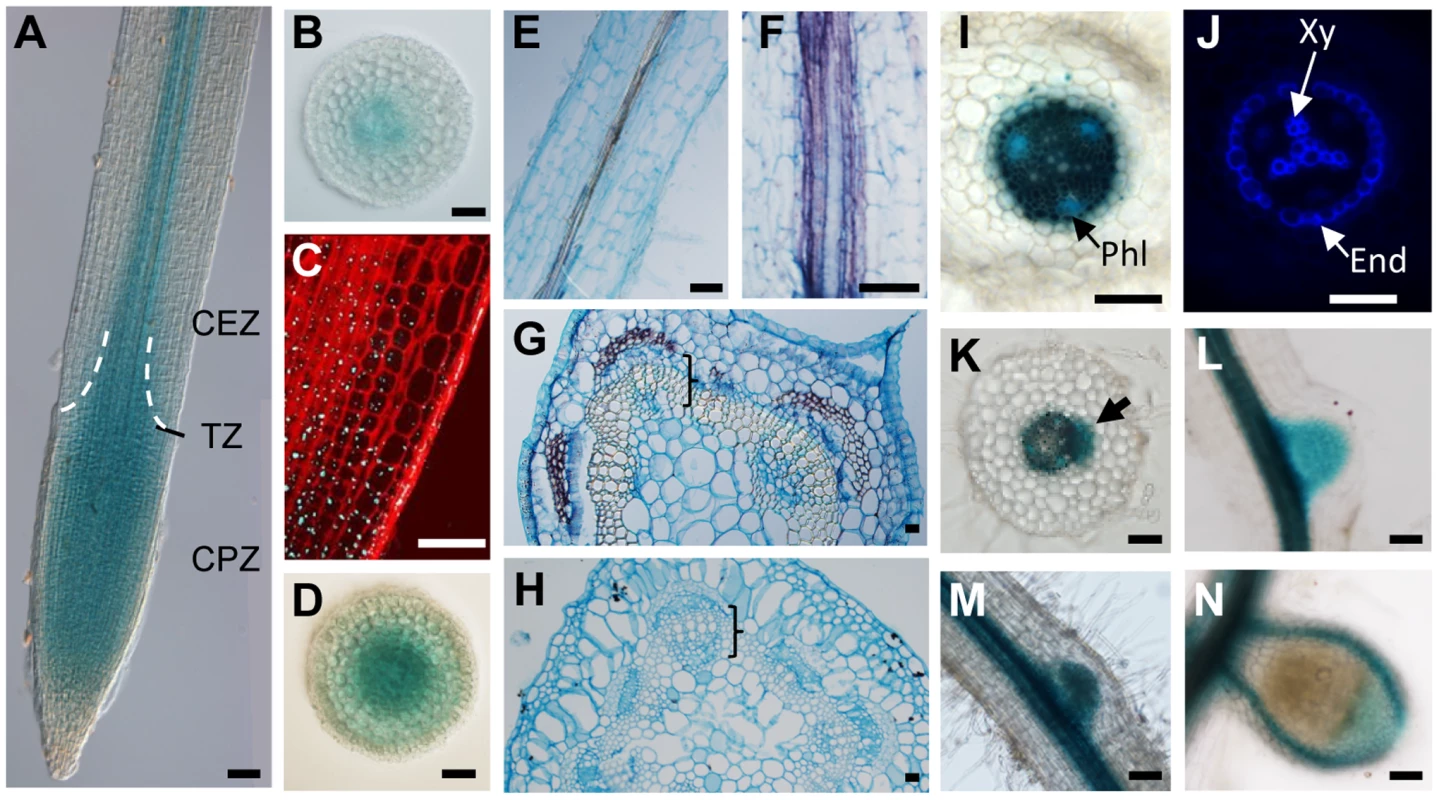 <i>CRA2</i> expression in the shoot, root and symbiotic nodules.