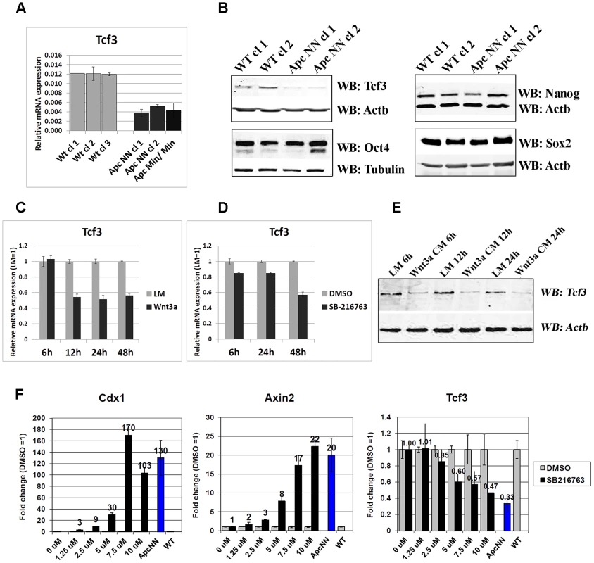 Wnt signaling downregulates Tcf3 expression in mouse ESCs.