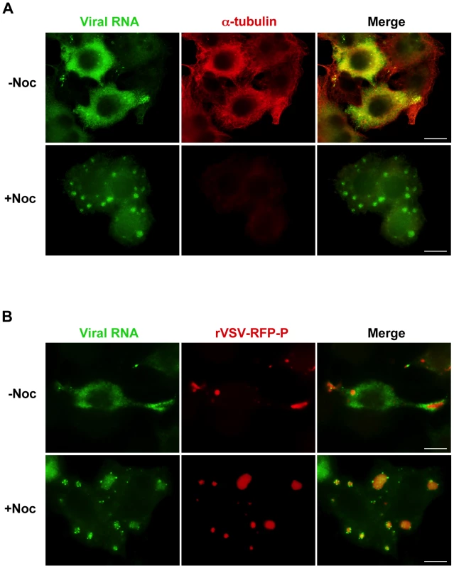 Viral RNA concentrates at the inclusions following depolymerization of microtubules with nocodazole.