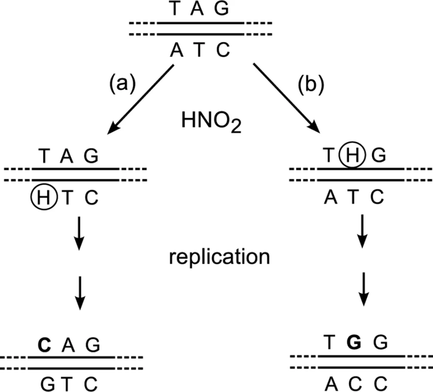 Different sequences produced by nitrosative deamination of adenine on the (a) TS or (b) NTS.