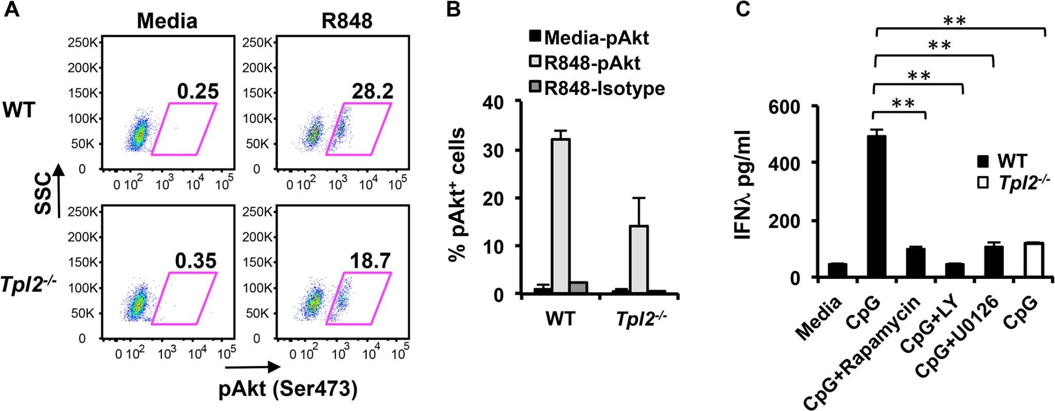 ERK and Akt are involved in Tpl2-dependent IFNλ production in pDCs.