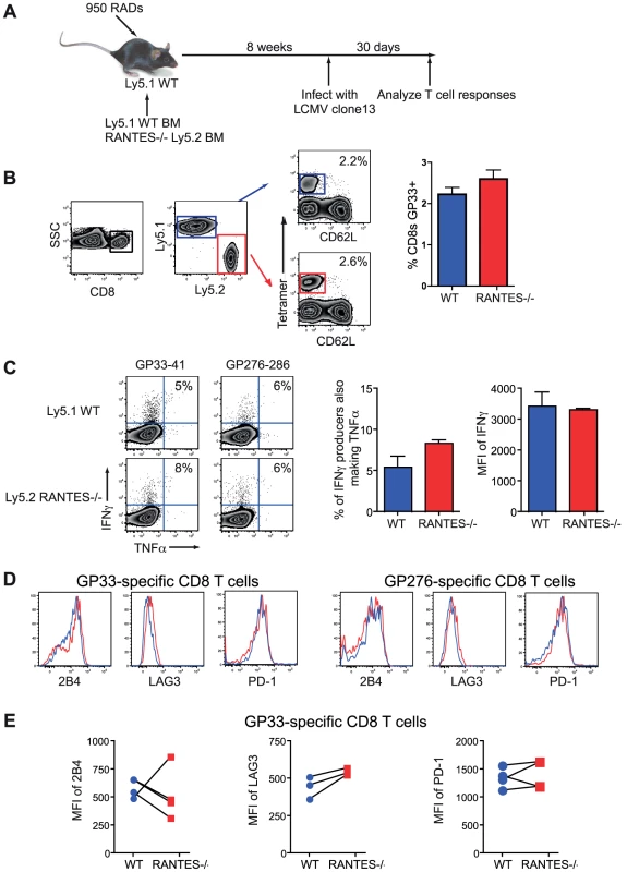 CD8 T cells do not need to produce RANTES themselves.