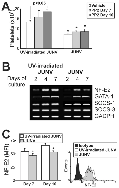 Intracellular mechanisms involved in the JUNV-induced inhibition of platelet production.