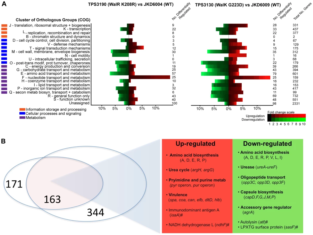 Microarray transcriptional analysis of defined WalK (G223D) and WalR (K208R) mutants compared to parental strains.