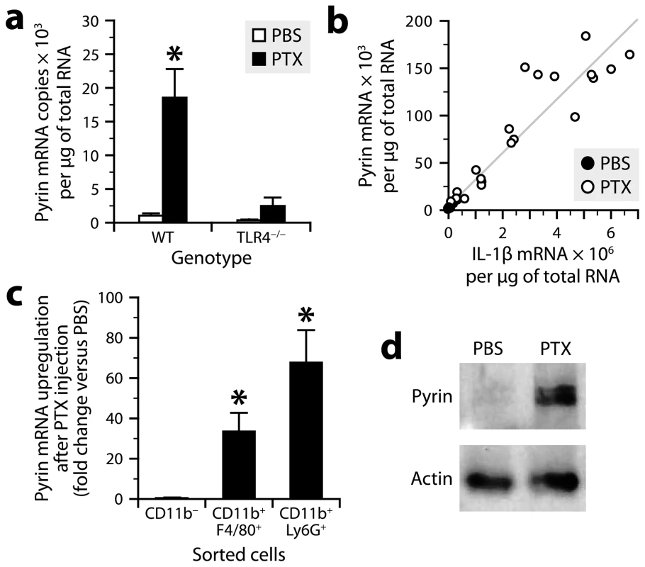 PTX increases pyrin expression in myeloid cells via a TLR4-dependent pathway.