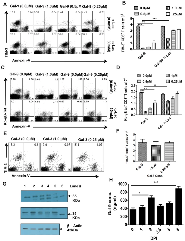 Galectin-9 induces apoptosis of TIM-3 expressing CD8<sup>+</sup> T cells in vitro and its expression is up regulated in the lymphoid organs after HSV infection.