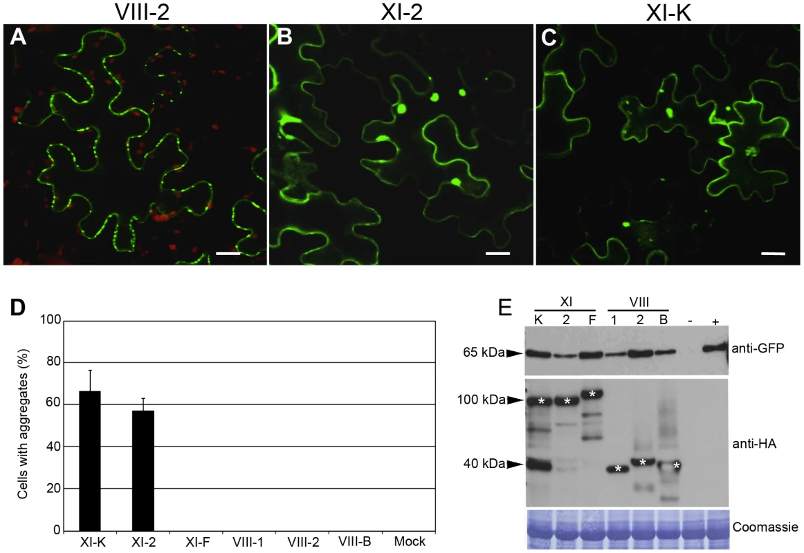 Transient co-expression of PDLP1:GFP and myosin XI-K or XI-2 tails leads to the PDLP1:GFP mislocalization and aggregation.