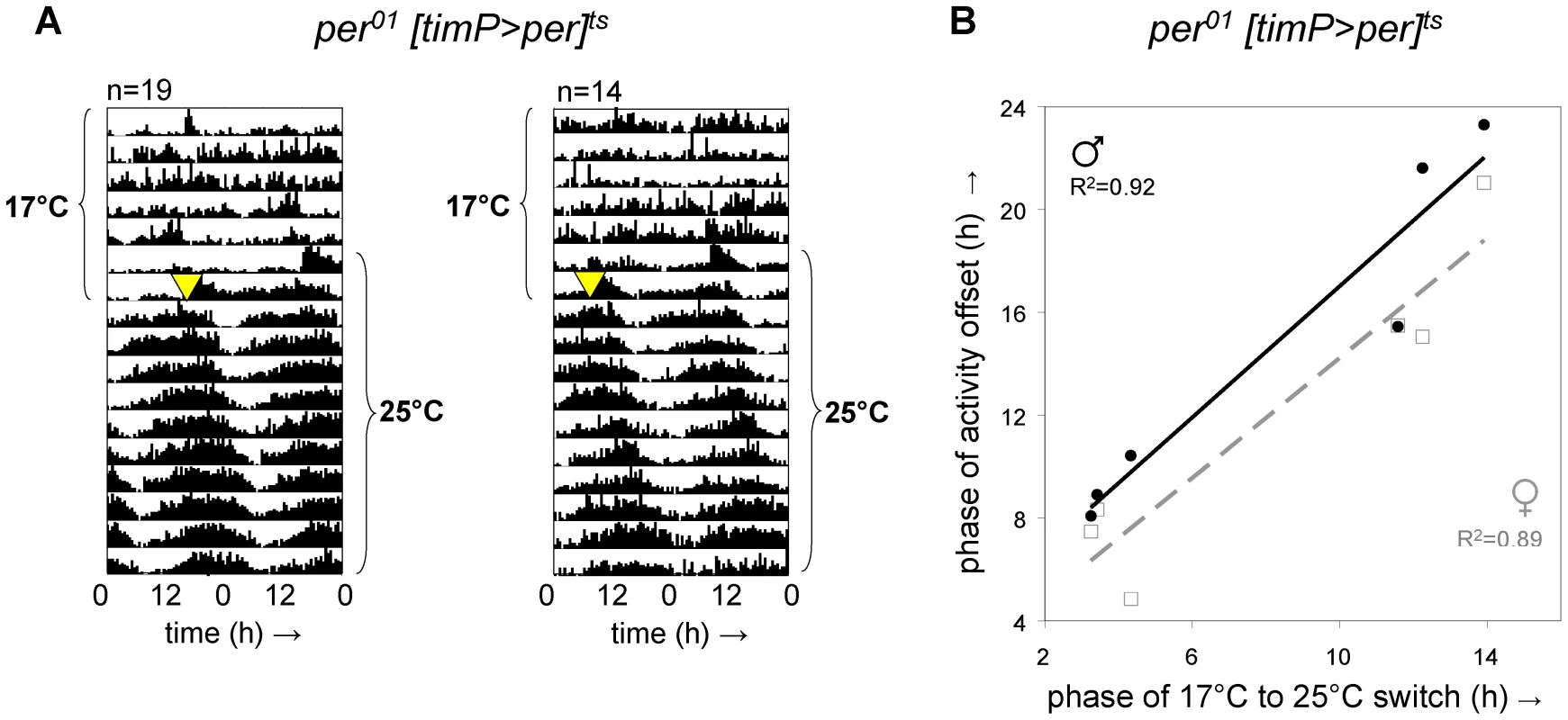 Adult circadian behavior does not require developmental rescue of <i>per<sup>01</sup></i>.