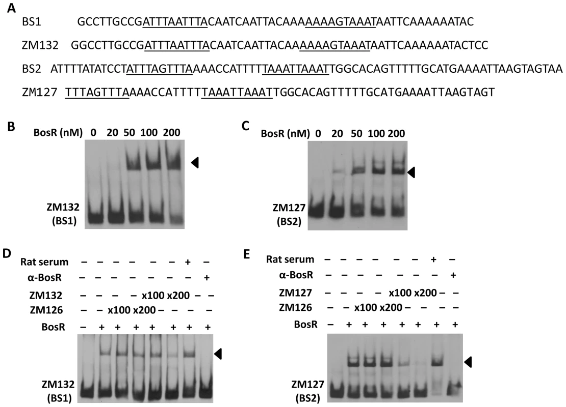 Binding of BosR to various probes containing the DNase-I protected regions.