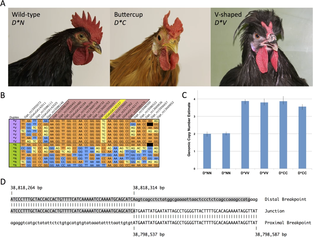 The Duplex-comb phenotypes V-shaped and Buttercup are both associated with a novel 20 Kb duplication on chicken chromosome 2.