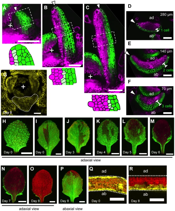 The boundary between the <i>FIL</i>-expression and miR165/166-free domains shifts during leaf development.