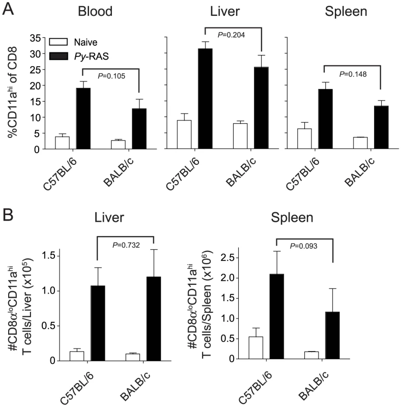RAS vaccination of BALB/c and C57BL/6 mice increases the frequency and total number of CD8α<sup>lo</sup>CD11a<sup>hi</sup> cells in spleen, liver and peripheral blood.