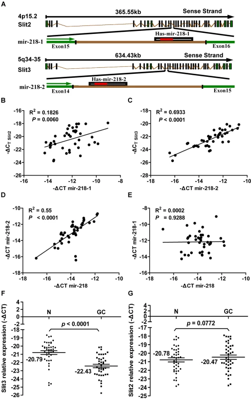 Results of the expression analysis of miR-218, miR-218-1, miR-218-2, Slit2, and Slit3 in 40 matched GC tumors and corresponding normal tissues via qRT–PCR.