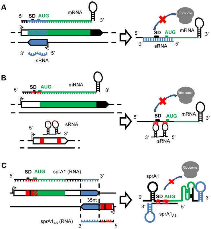 A variety of mechanisms of actions for the <i>S. aureus</i> sRNAs.