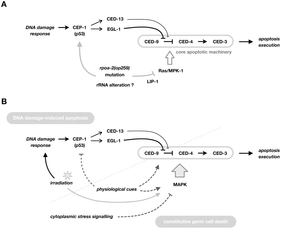 Model for the role of RPOA-2 and Ras/MAPK in determining apoptosis.