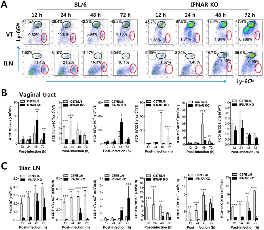 IFN-I signaling is essential to induce the rapid and concerted recruitment of Ly-6C<sup>hi</sup> monocytes and CD11c<sup>+</sup> DCs in mucosal and draining LN tissues.