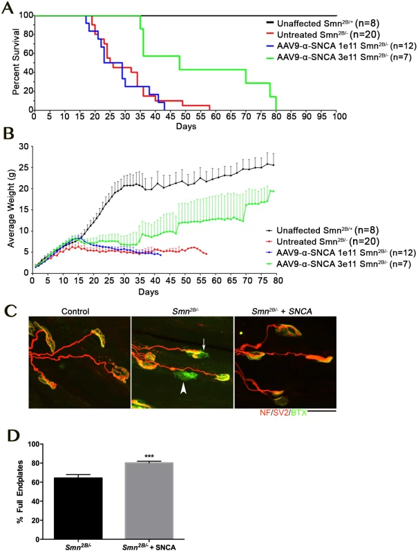 Overexpression of SNCA ameliorate phenotype and neuromuscular junction pathology in the <i>Smn</i><sup><i>2B/-</i></sup> mouse model of SMA.