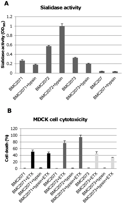 Sialidase activity and cytotoxicity for MDCK cells caused by culture supernatants from complementing strains.