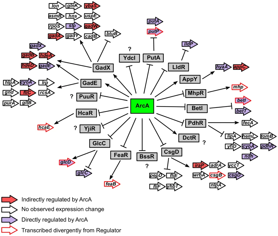 Hierarchical mode of ArcA-mediated transcriptional regulation.
