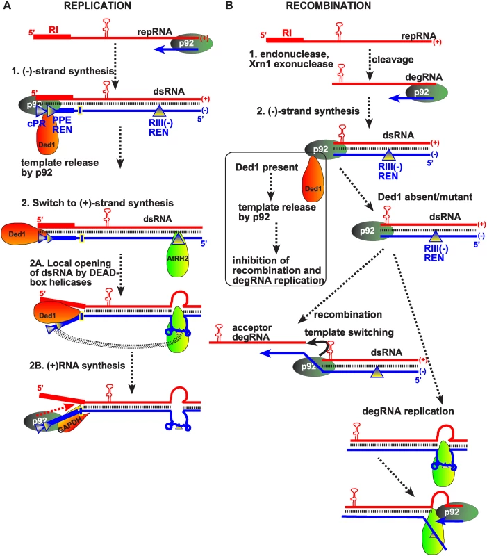 Models showing the functions of subverted cellular DEAD-box helicases in TBSV replication and viral RNA recombination.