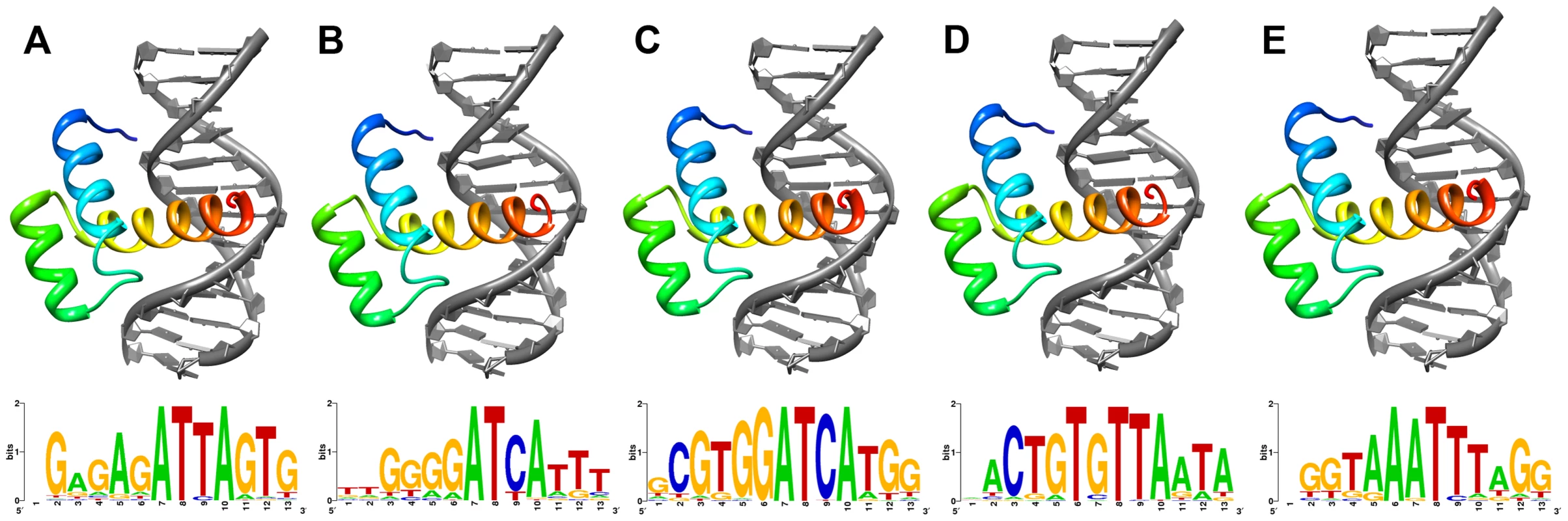 Lowest energy structural models of deduced (A) ShxA, (B) ShxB, (C) ShxC, (D) ShxD and (E) zen homeodomains from Speckled Wood <i>Pararge aegeria</i> bound to DNA sequences predicted through <i>in silico</i> evolution.