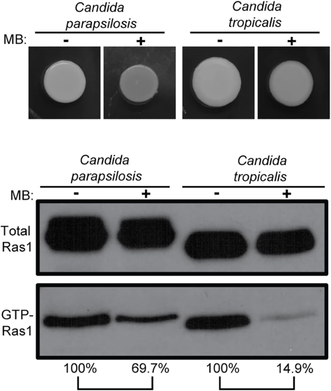 MB effects on Ras1 signaling also occur in other <i>Candida</i> species.