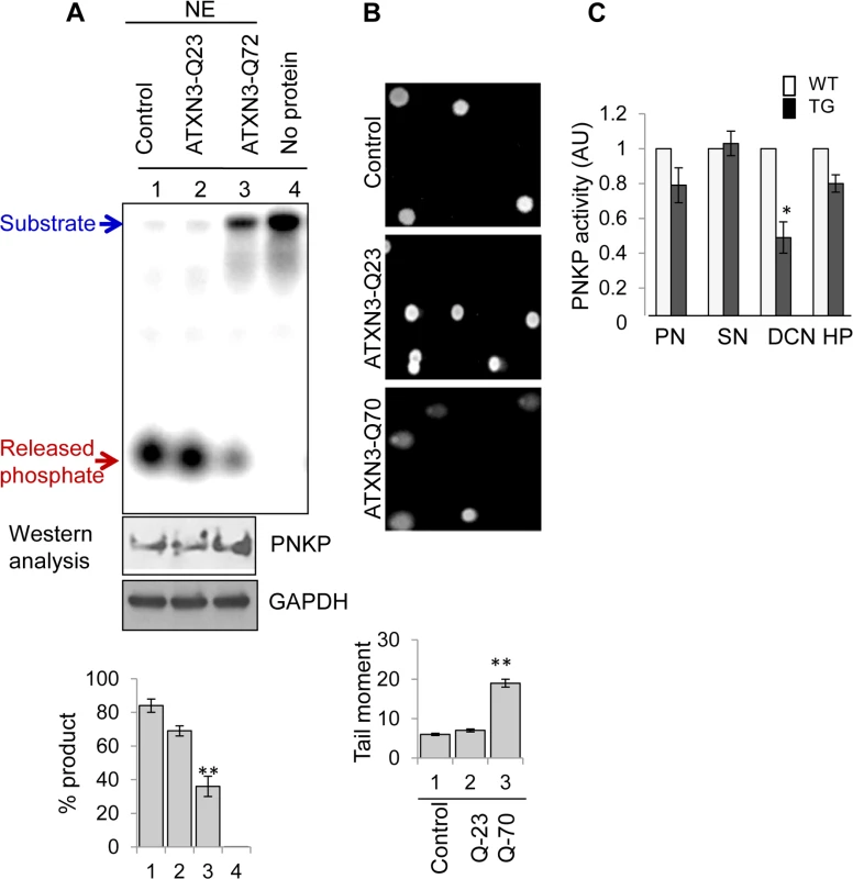 Decreased 3’-phosphatase activity in nuclear extracts from mutant ATXN3-expressing cells, and from SCA3 mouse brain regions.
