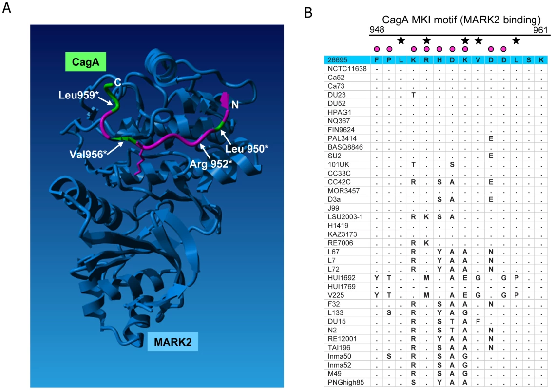 Diversifying selection in the MARK2 kinase binding domain of CagA.