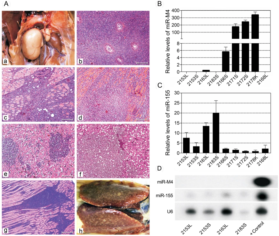 Pathological lesions and expression of miRNAs in tumors induced by MDV.