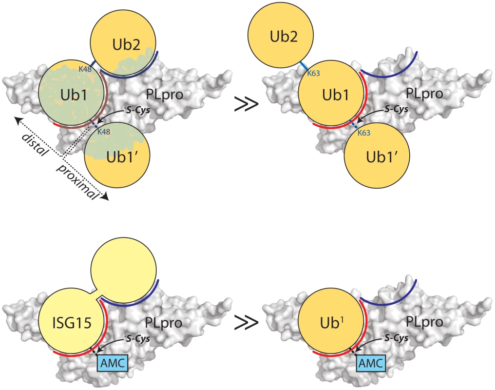 Proposed recognition models of K48-Ub<sub>2</sub> and ISG15 by PLpro.