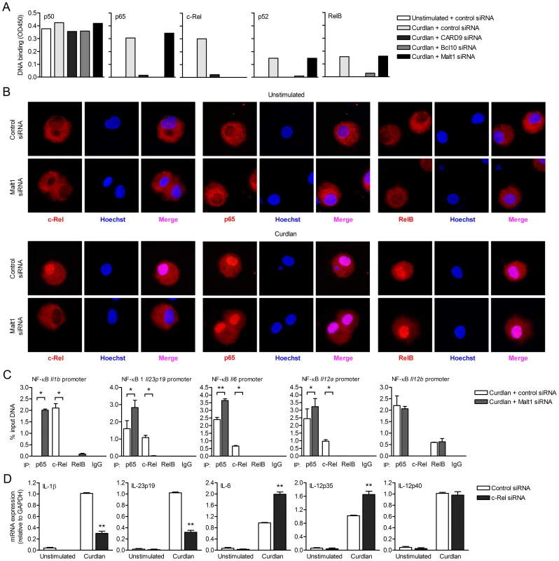 Malt1 signaling by dectin-1 is specifically required for c-Rel-dependent cytokine expression.