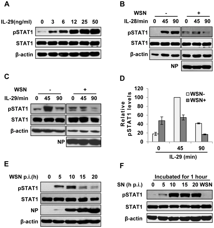 IAV inhibits IL-29-induced STAT1 phosphorylation in A549 cells.