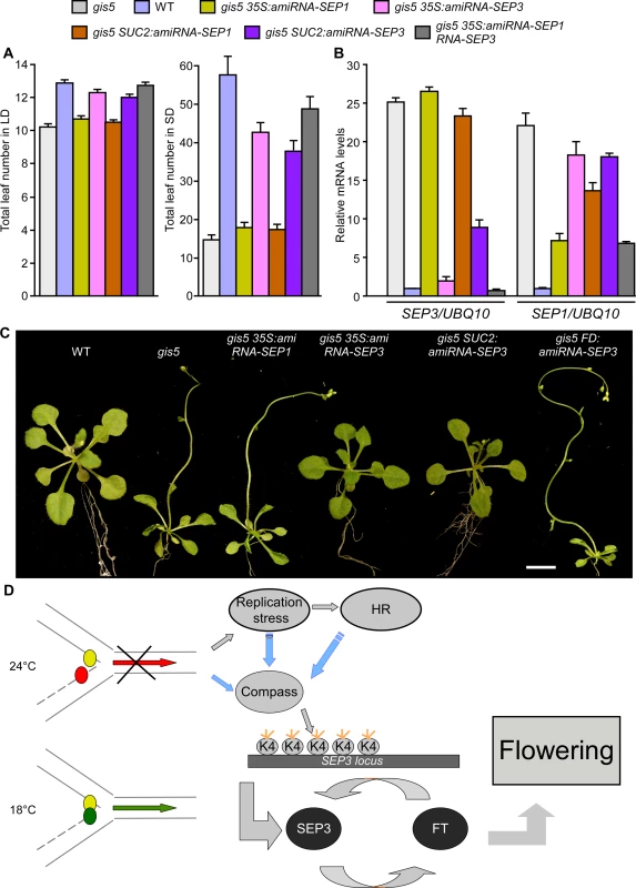 High levels of <i>SEP3</i> expression are required for <i>gis5</i> early flowering and leaf phenotype.